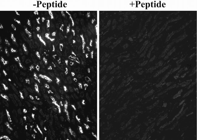 SGLT1 Antibody in Immunohistochemistry (Frozen) (IHC (F))