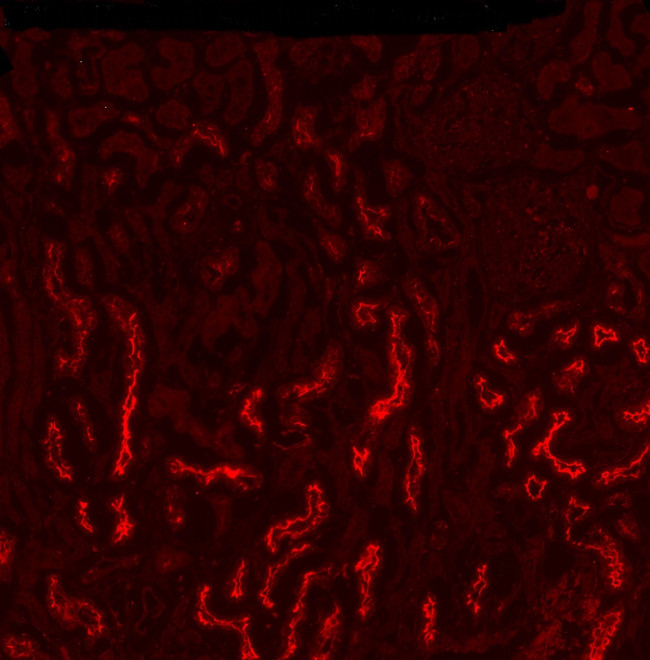 SGLT1 Antibody in Immunohistochemistry (PFA fixed) (IHC (PFA))