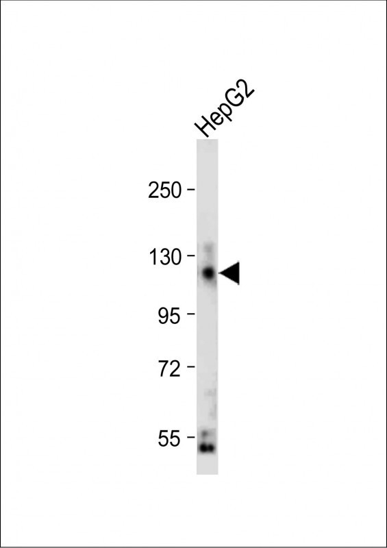 CEACAM1 Antibody in Western Blot (WB)