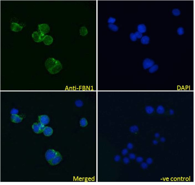 Fibrillin 1 Antibody in Immunocytochemistry (ICC/IF)