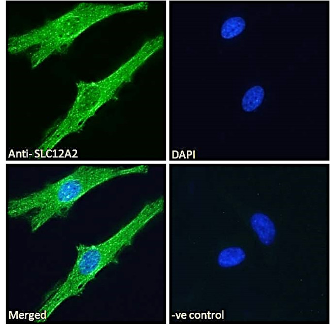 NKCC1 Antibody in Immunocytochemistry (ICC/IF)