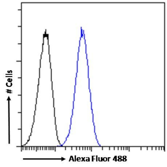 IKZF4 Antibody in Flow Cytometry (Flow)