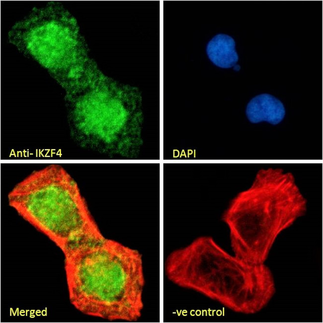 IKZF4 Antibody in Immunocytochemistry (ICC/IF)