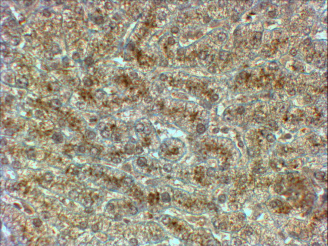 HRD1 Antibody in Immunohistochemistry (Paraffin) (IHC (P))