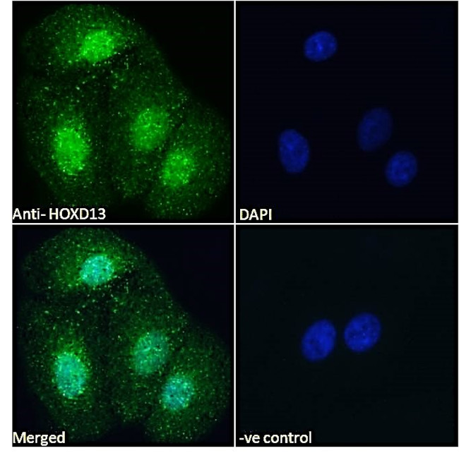 HOXD13 Antibody in Immunocytochemistry (ICC/IF)