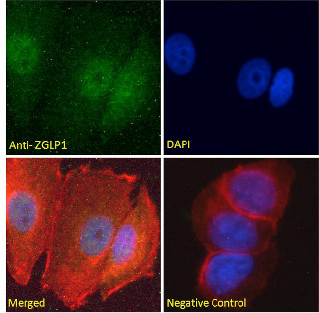 ZGLP1 Antibody in Immunocytochemistry (ICC/IF)