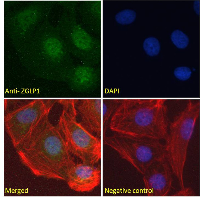 ZGLP1 Antibody in Immunocytochemistry (ICC/IF)