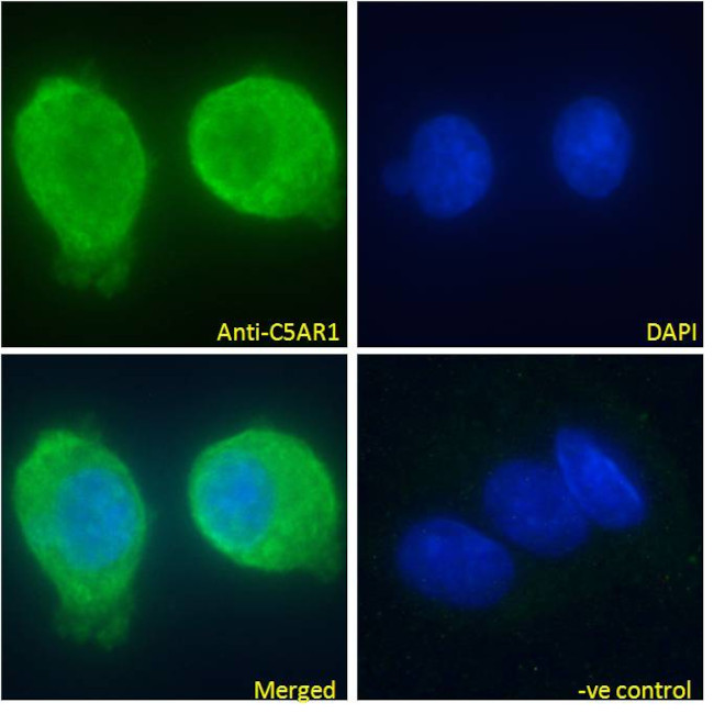 C5AR1 Antibody in Immunocytochemistry (ICC/IF)