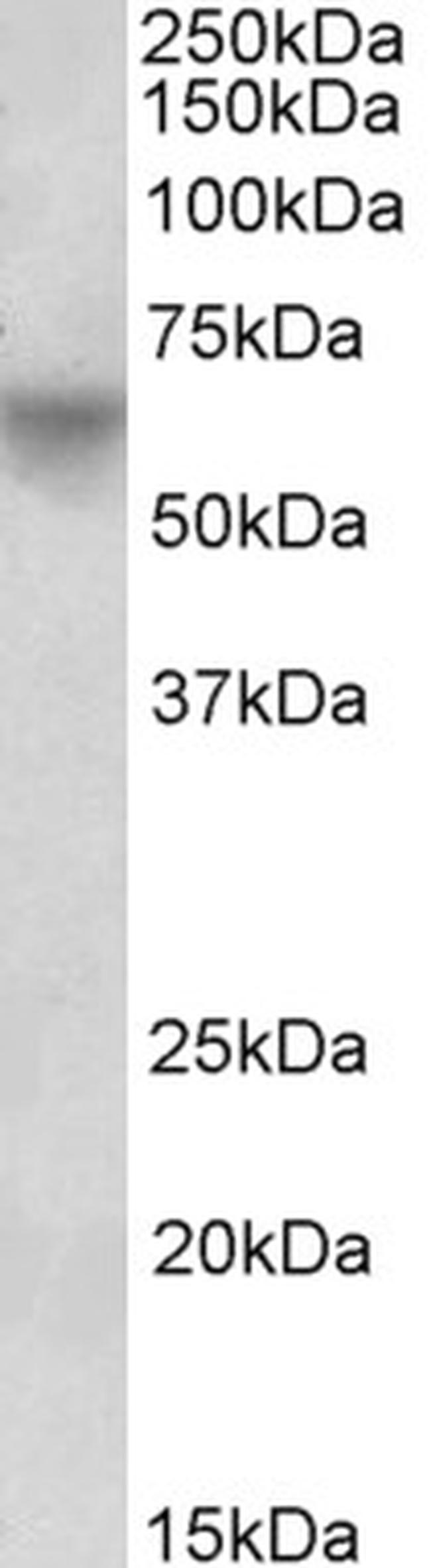 Oct-2 Antibody in Western Blot (WB)