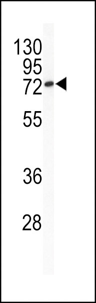 BCL6 Antibody in Western Blot (WB)