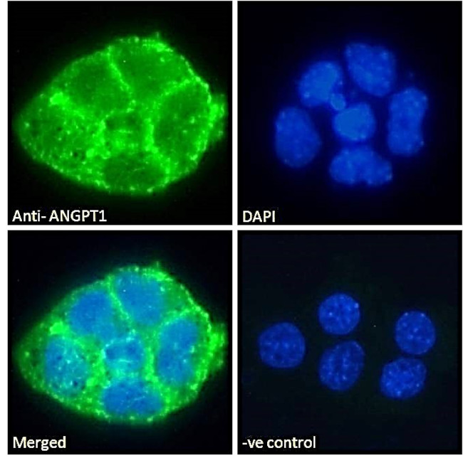 Angiopoietin 1 Antibody in Immunocytochemistry (ICC/IF)