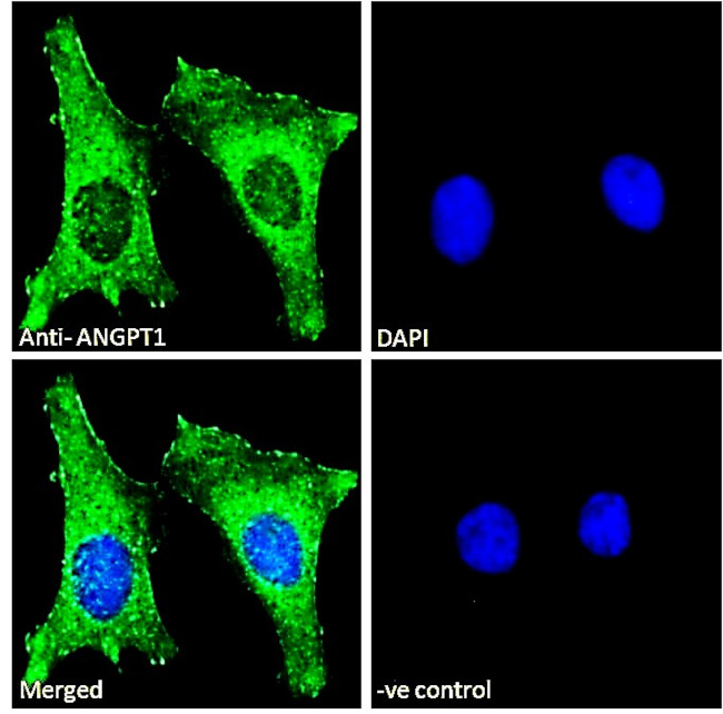 Angiopoietin 1 Antibody in Immunocytochemistry (ICC/IF)