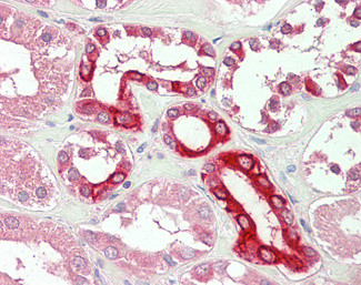 BOK Antibody in Immunohistochemistry (Paraffin) (IHC (P))