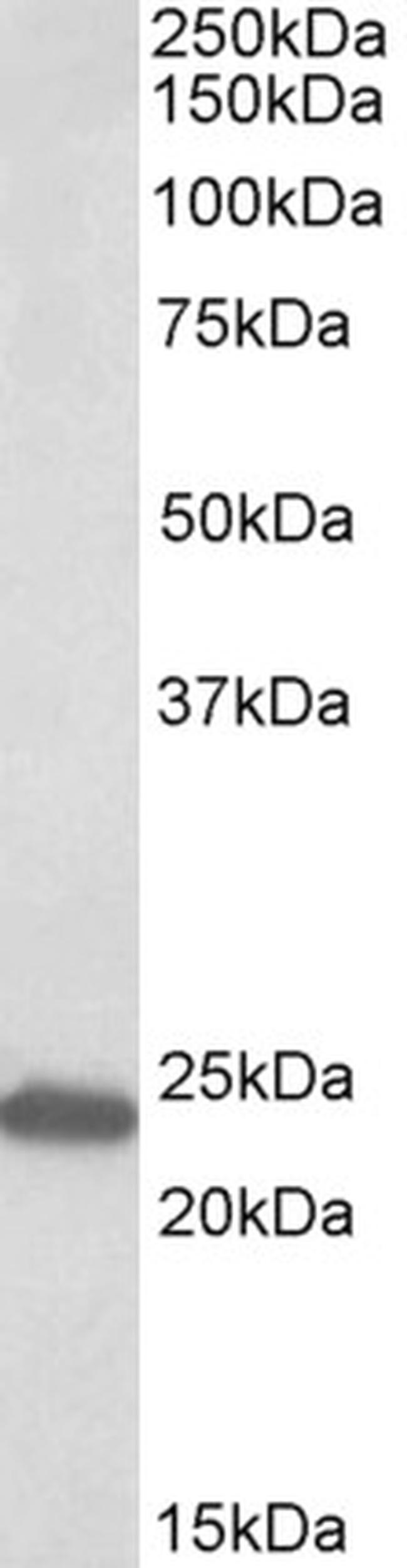 GM2A Antibody in Western Blot (WB)