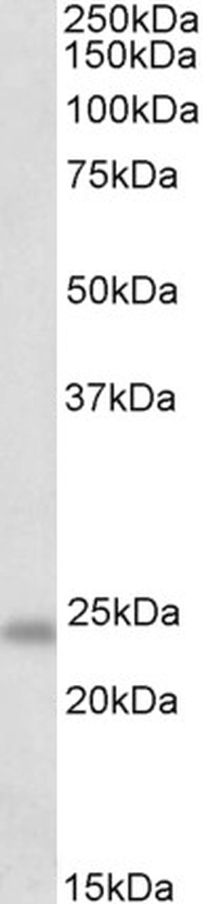 GM2A Antibody in Western Blot (WB)