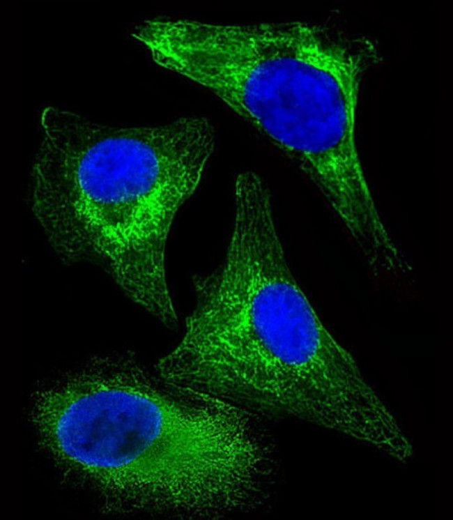 Cytokeratin 18 Antibody in Immunocytochemistry (ICC/IF)