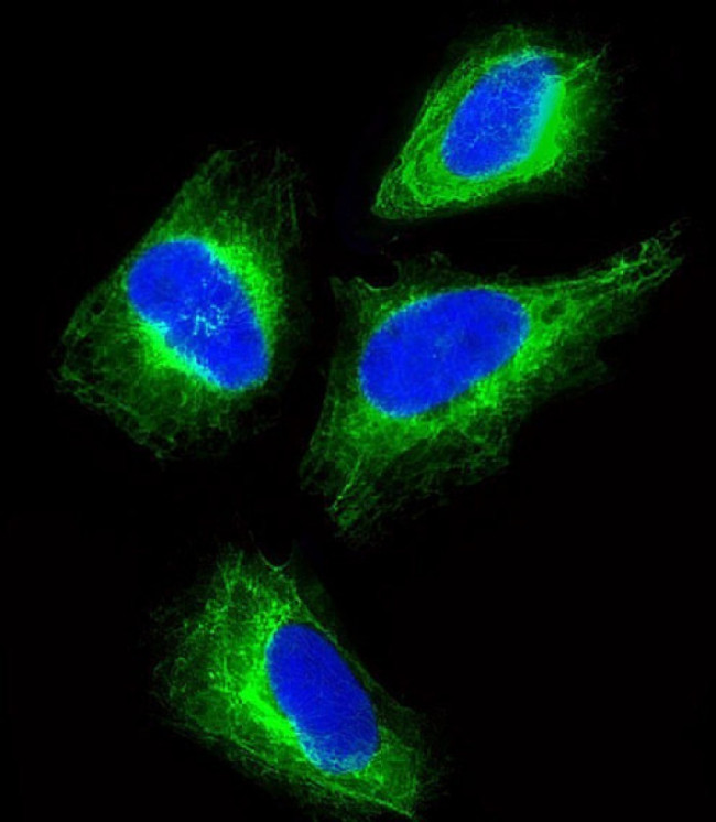 Cytokeratin 18 Antibody in Immunocytochemistry (ICC/IF)