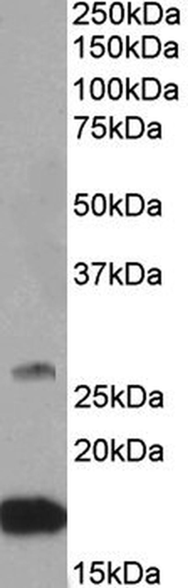 CNTF Antibody in Western Blot (WB)