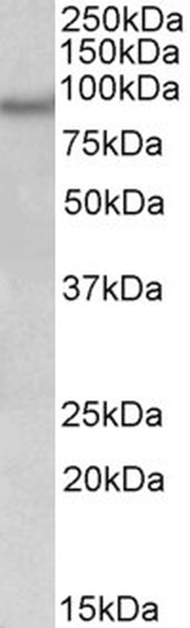 NPAS4 Antibody in Western Blot (WB)