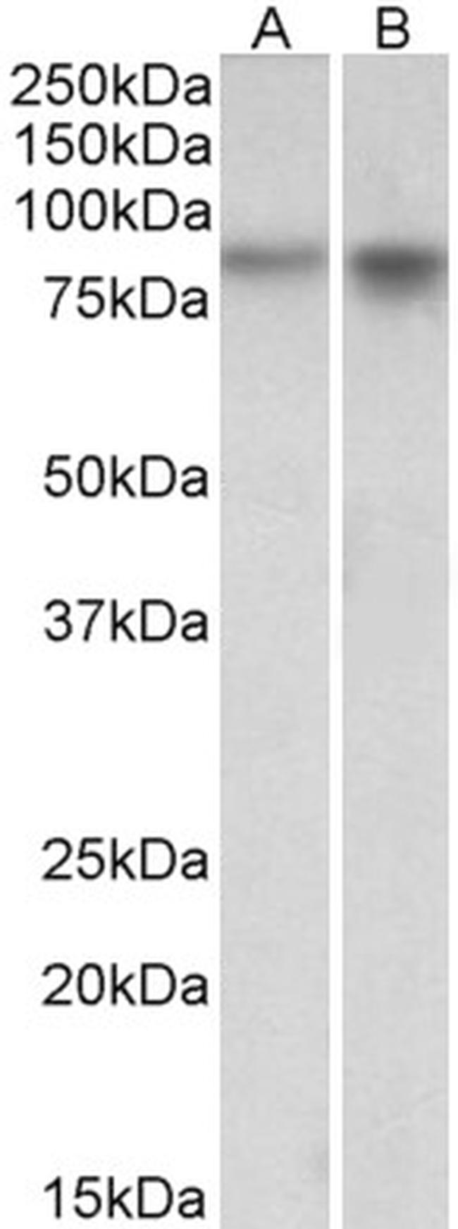 NPAS4 Antibody in Western Blot (WB)