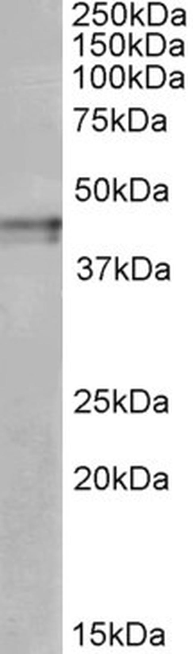 OPRK1 Antibody in Western Blot (WB)