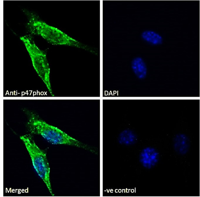 p47phox Antibody in Immunocytochemistry (ICC/IF)