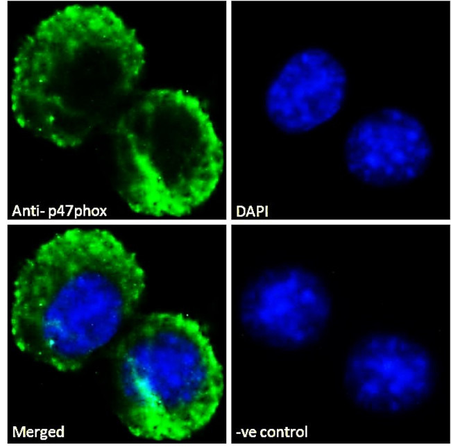 p47phox Antibody in Immunocytochemistry (ICC/IF)