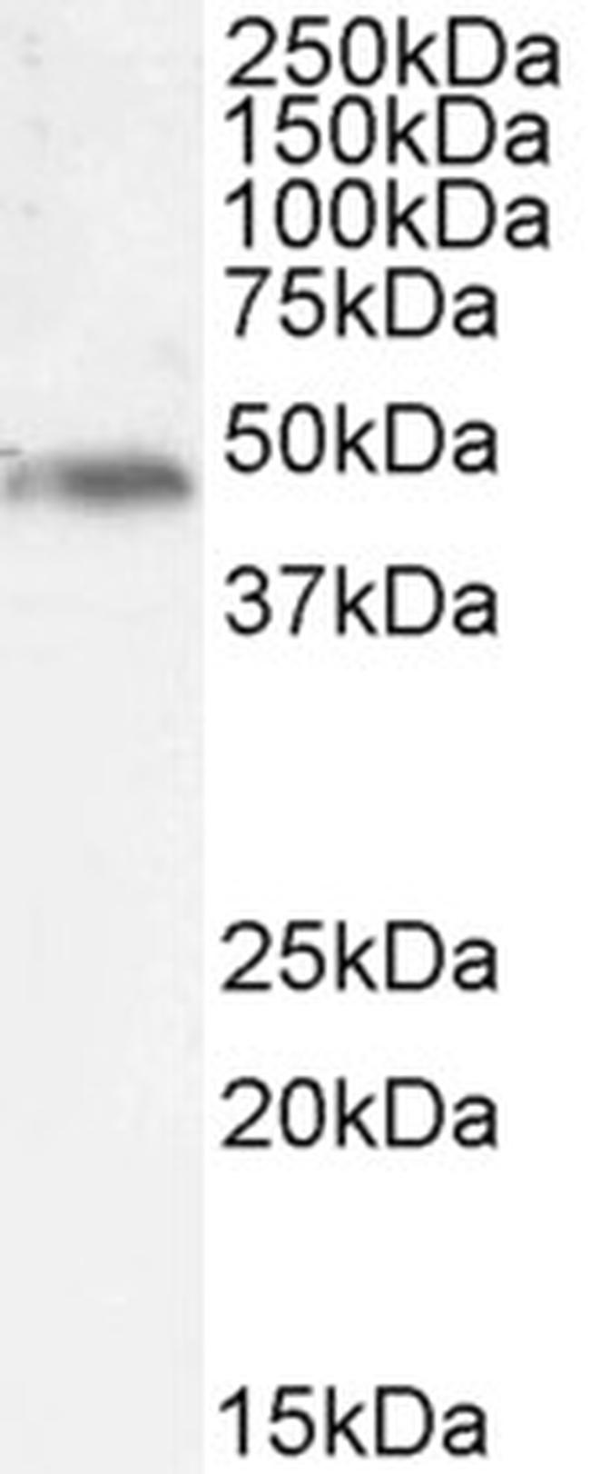 p47phox Antibody in Western Blot (WB)