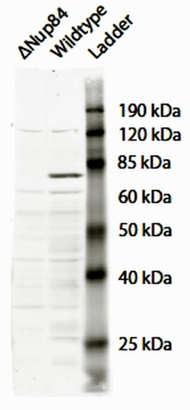 NUP107 Antibody in Western Blot (WB)