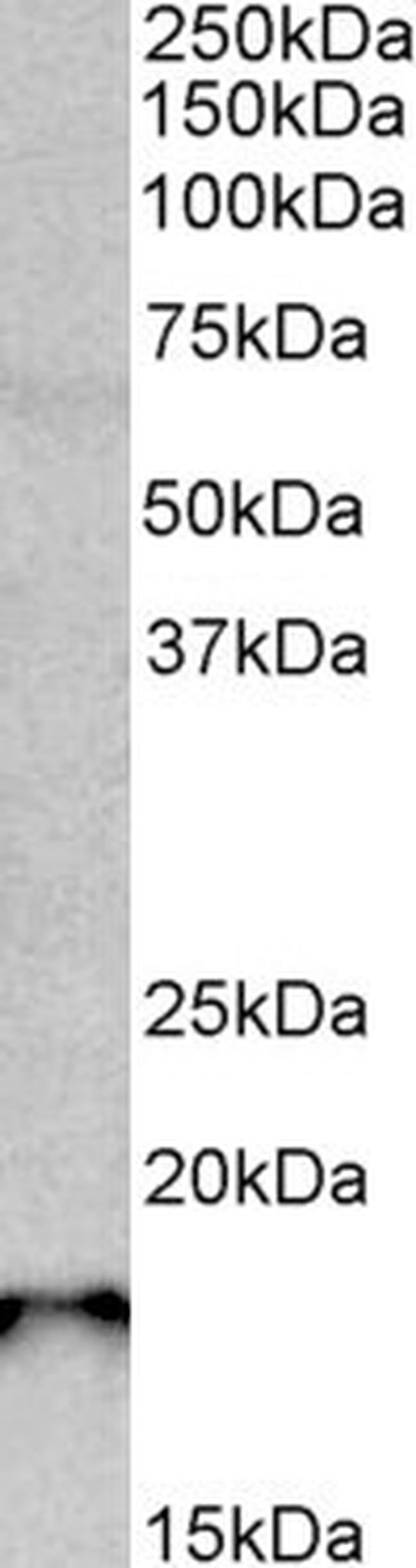 SAP30L Antibody in Western Blot (WB)