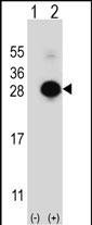 MOB1 Antibody in Western Blot (WB)