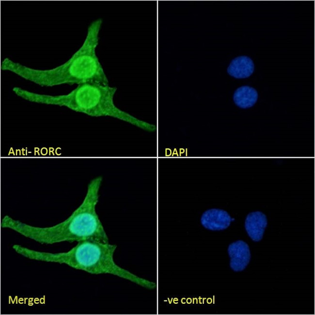 ROR gamma Antibody in Immunocytochemistry (ICC/IF)