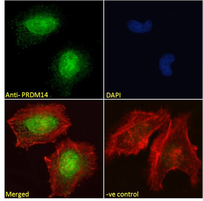 PRDM14 Antibody in Immunocytochemistry (ICC/IF)