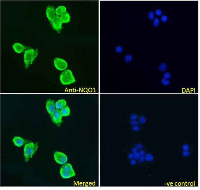 NQO1 Antibody in Immunocytochemistry (ICC/IF)