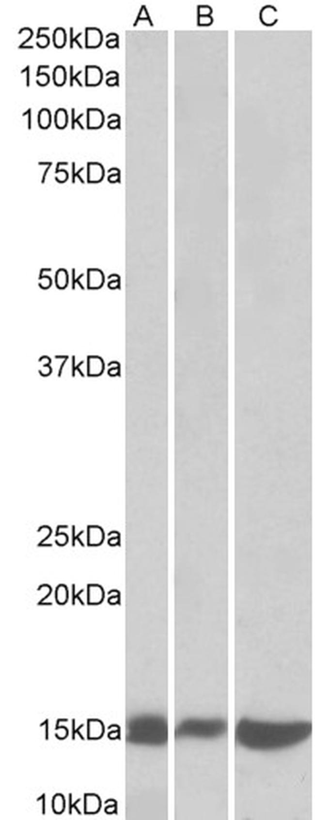 Galectin 1 Antibody in Western Blot (WB)