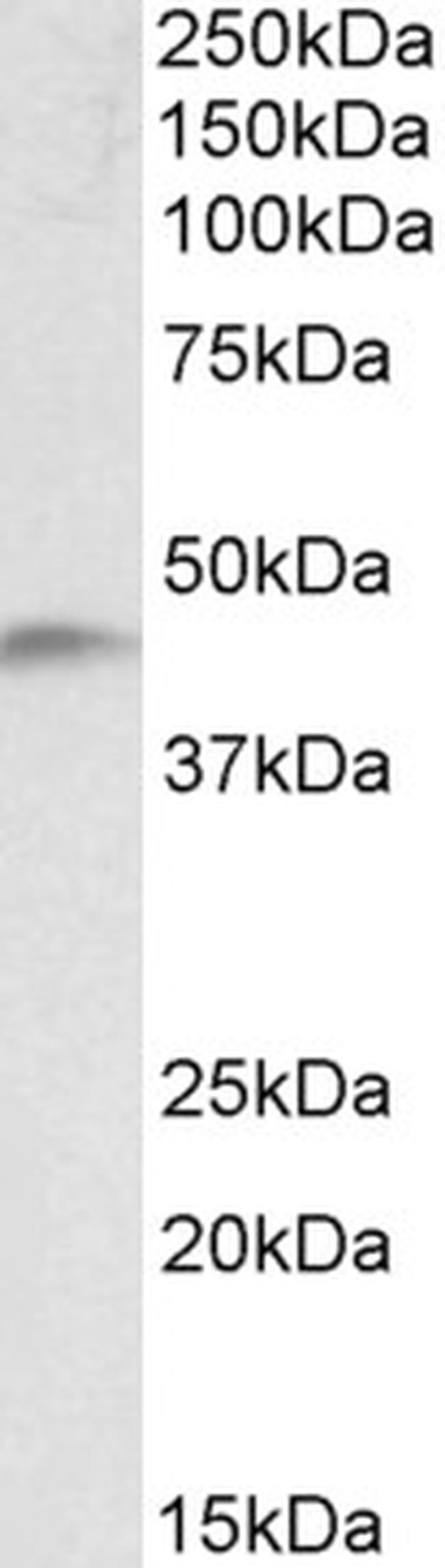 NDRG2 Antibody in Western Blot (WB)