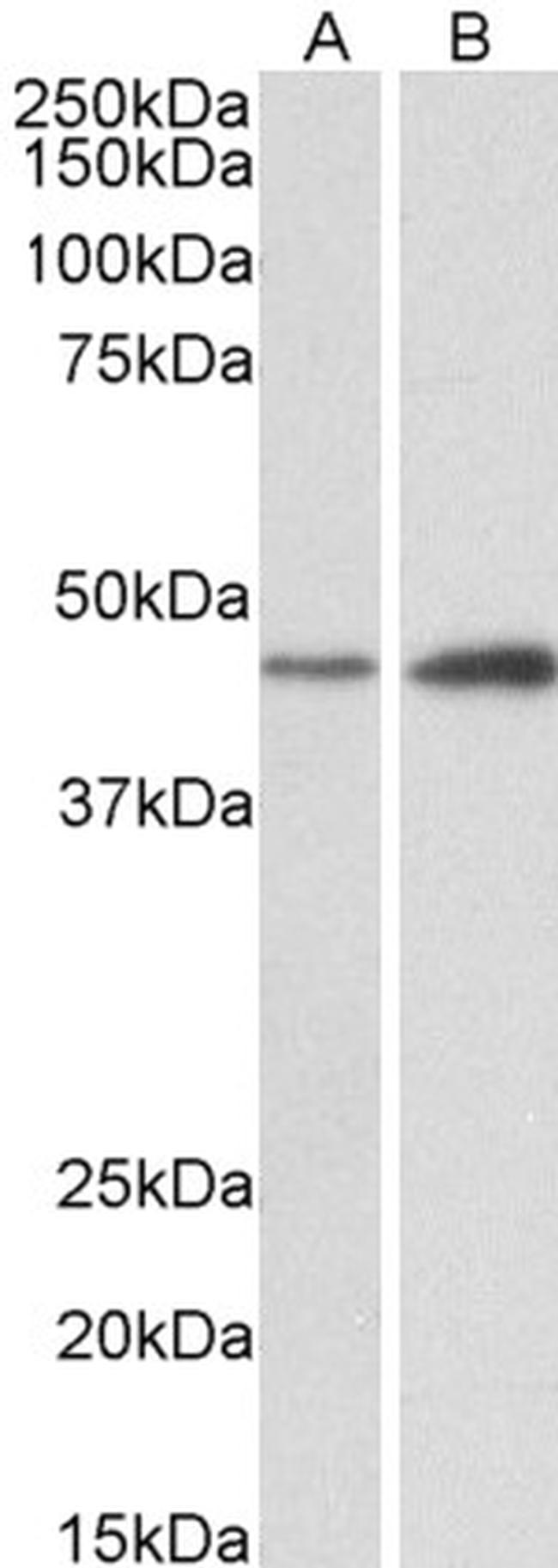 NDRG2 Antibody in Western Blot (WB)