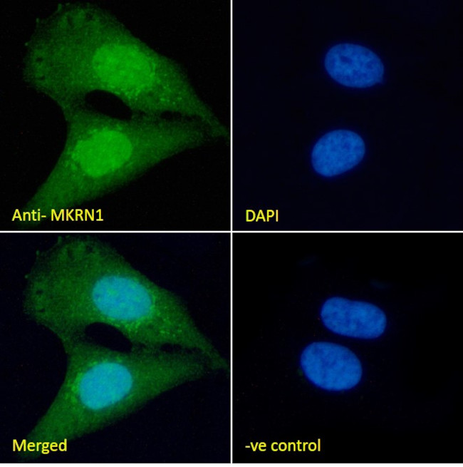 MKRN1 Antibody in Immunocytochemistry (ICC/IF)