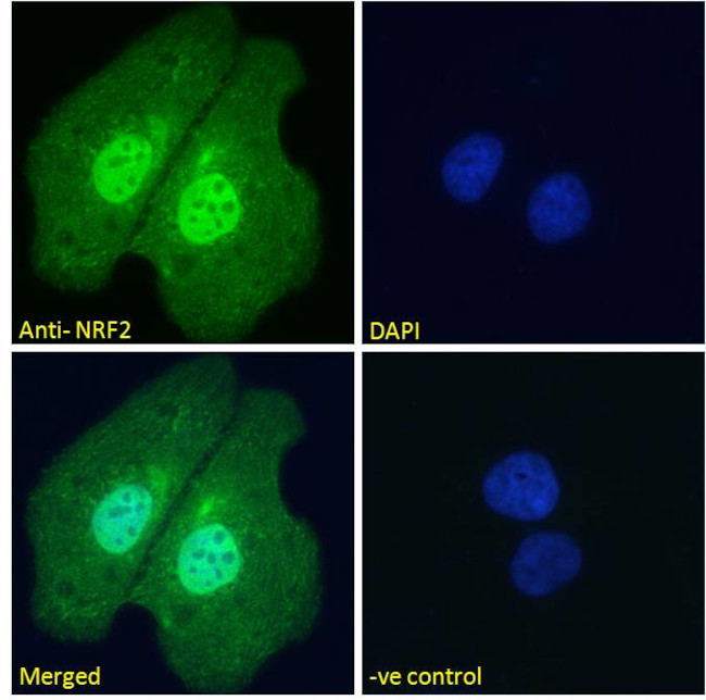 Nrf2 Antibody in Immunocytochemistry (ICC/IF)