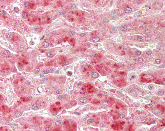 TBK1 Antibody in Immunohistochemistry (Paraffin) (IHC (P))