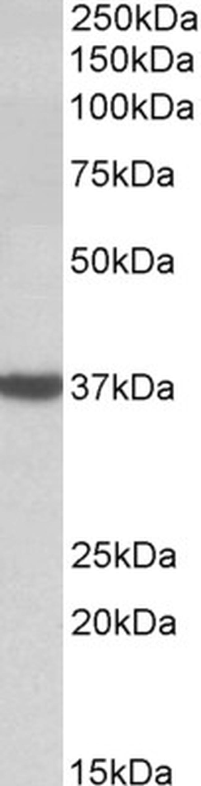 DAO Antibody in Western Blot (WB)