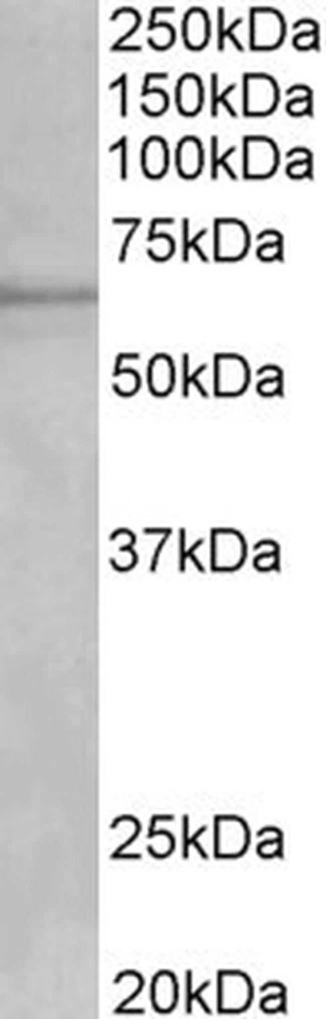 CYP1A2 Antibody in Western Blot (WB)