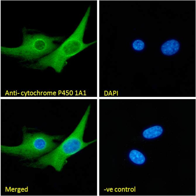 CYP1A1 Antibody in Immunocytochemistry (ICC/IF)