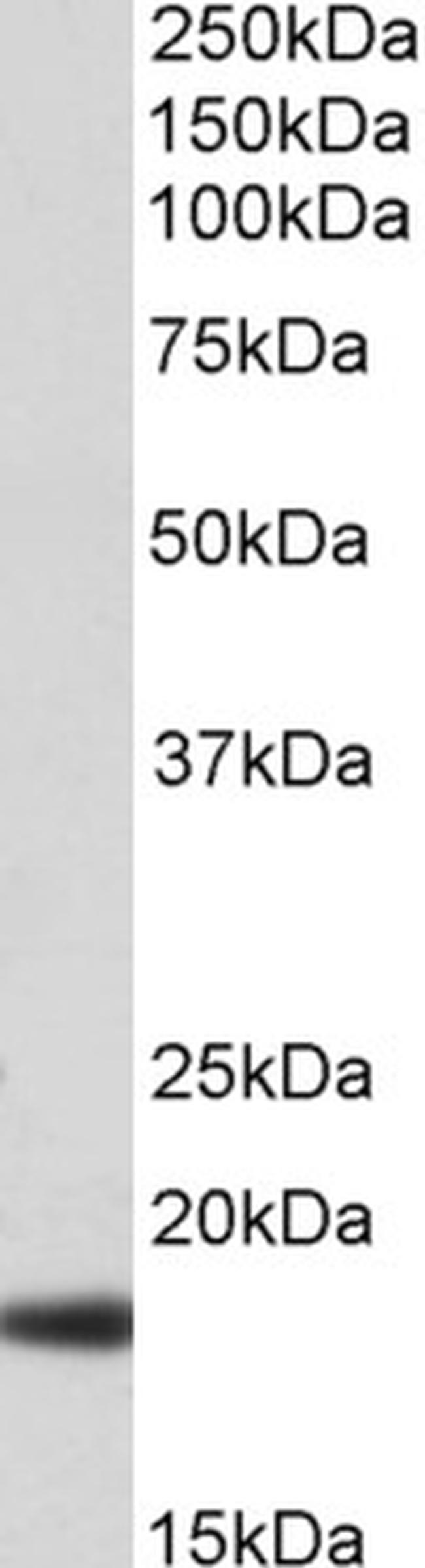 Haptoglobin alpha Antibody in Western Blot (WB)