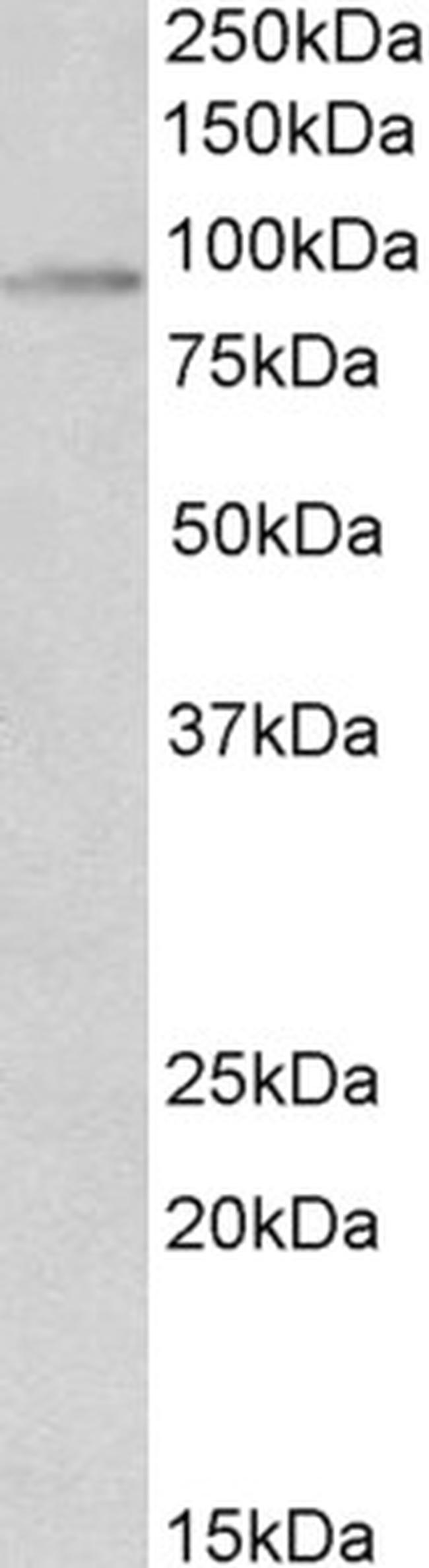 HIF-1 beta Antibody in Western Blot (WB)