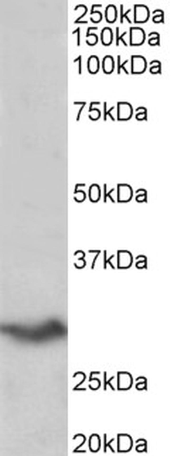 B7-H4 Antibody in Western Blot (WB)