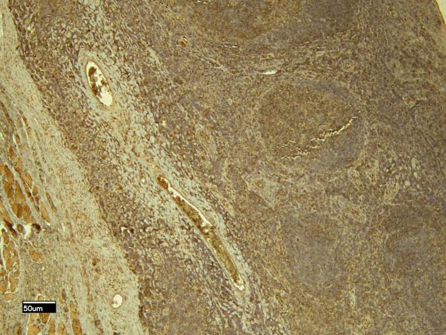 STAT5 alpha Antibody in Immunohistochemistry (Paraffin) (IHC (P))