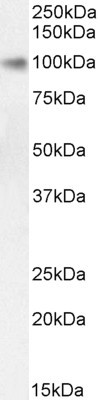 STAT5 alpha Antibody in Western Blot (WB)