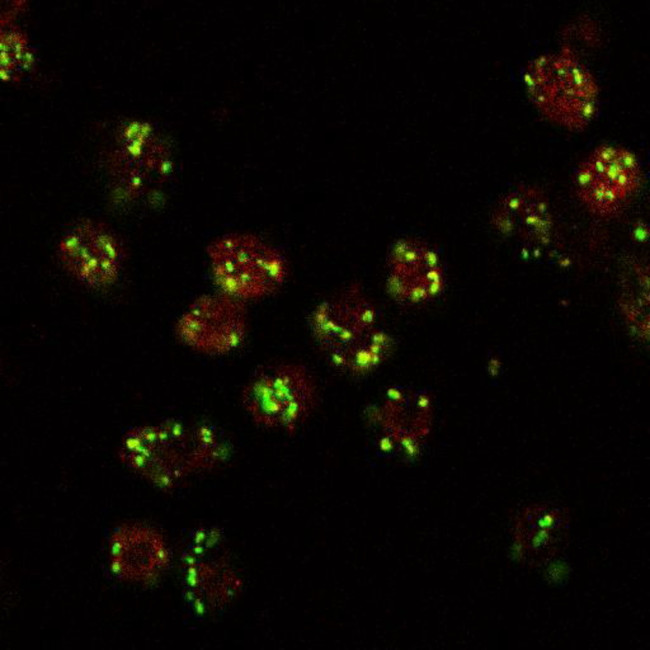 Lava Lamp Antibody in Immunocytochemistry (ICC/IF)