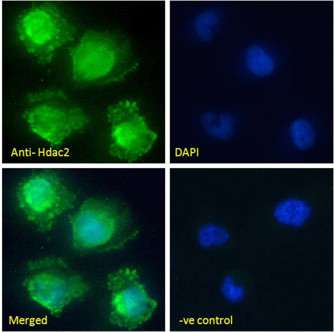 HDAC2 Antibody in Immunocytochemistry (ICC/IF)